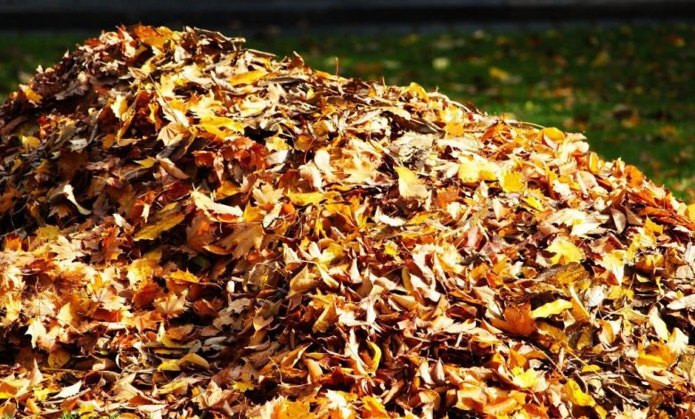 how to dispose of leaves