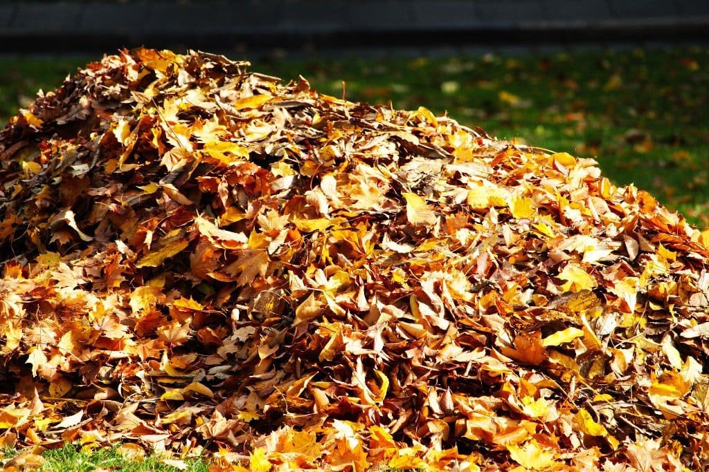 how to dispose of leaves