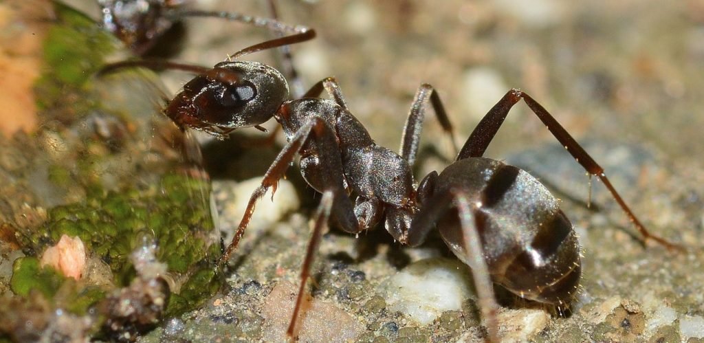 ant hills in my yard