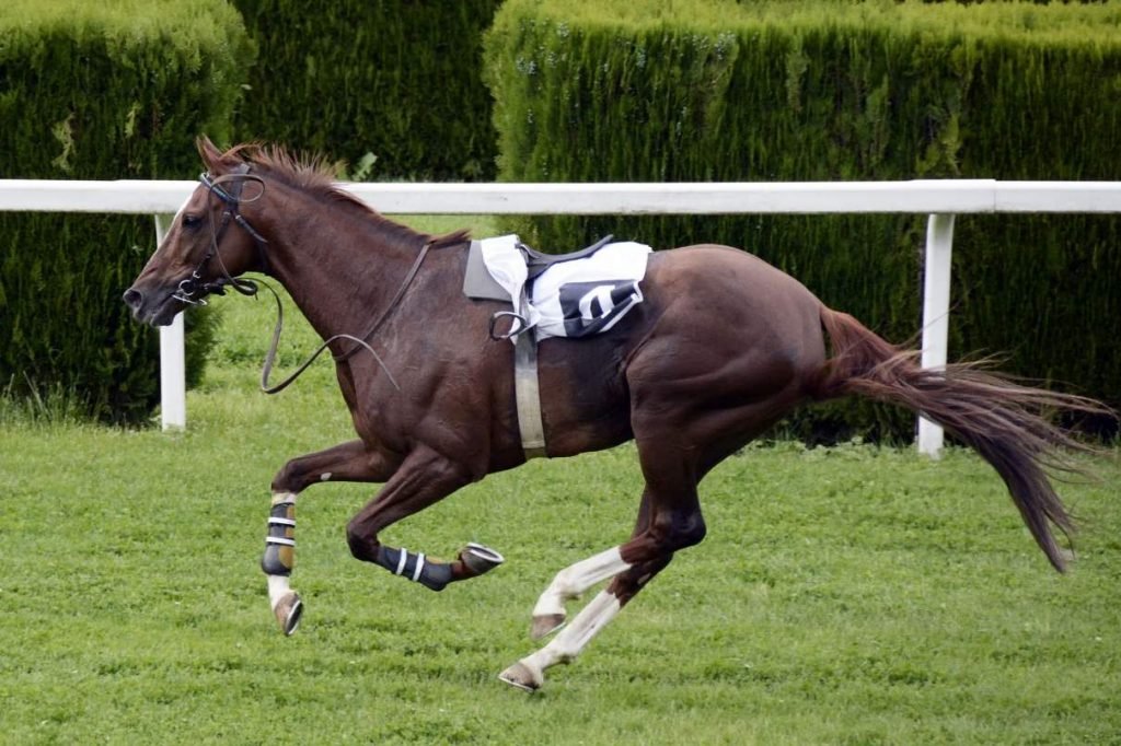 types of horse breeds