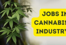 jobs in cannabis industry