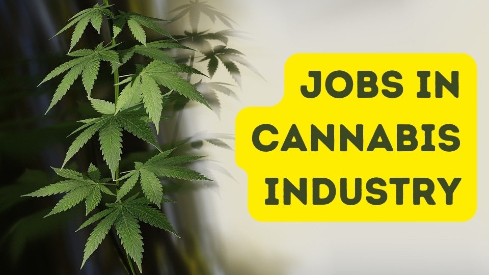 jobs in cannabis industry