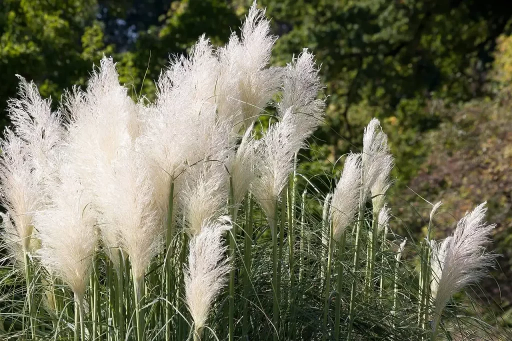 ornamental grasses landscape