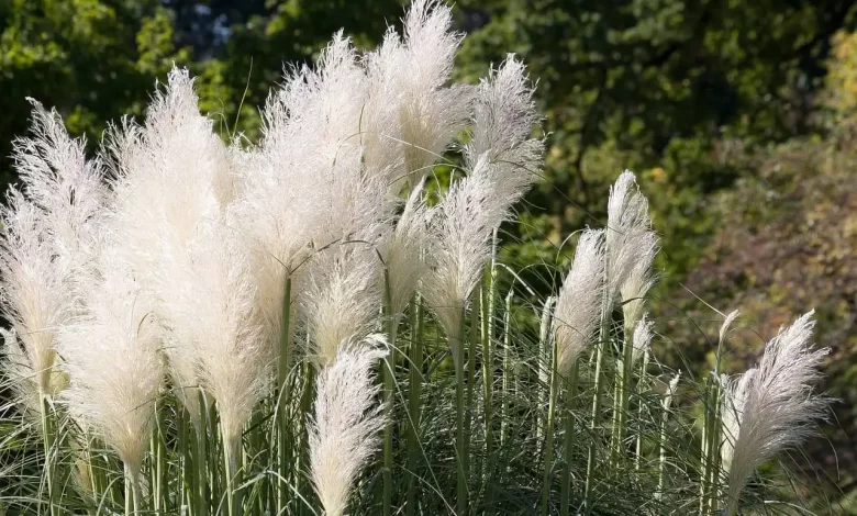 ornamental grasses landscape